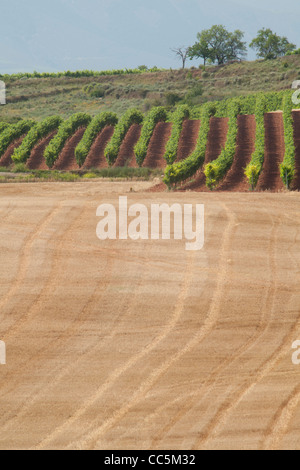 Weinberg in der Nähe von San Millán De La Cogolla, La Rioja, Spanien Stockfoto