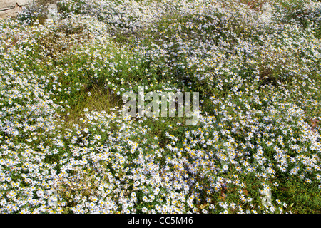 Blühenden Gänseblümchen, Qikou Altstadt, Lvliang, Shanxi, China Stockfoto