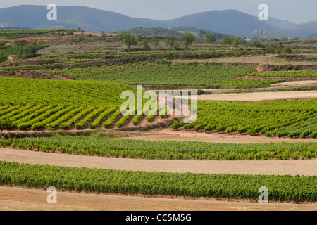 Weinberg in der Nähe von San Millán De La Cogolla, La Rioja, Spanien Stockfoto