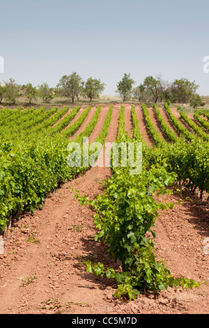 Weinberg in der Nähe von San Millán De La Cogolla, La Rioja, Spanien Stockfoto