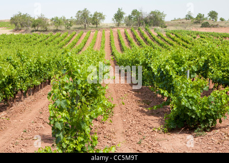 Weinberg in der Nähe von San Millán De La Cogolla, La Rioja, Spanien Stockfoto