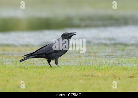 Wald-Raven-Corvus Tasmanicus fotografiert in Tasmanien, Australien Stockfoto