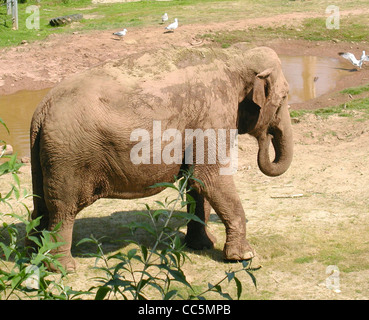 Ein weiblicher asiatischer Elefant (Elephas maximus) im Paignton Zoo in Devon, England, mit einem rötlichen Farbton, der durch das Rollen im lokalen Boden entsteht. Asiatische Elefanten sind in Süd- und Südostasien beheimatet. Stockfoto