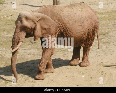 Duchess, eine afrikanische Bush-Elefantin, ist eine der Bewohner des Paignton Zoo in Devon, England. Diese Art, die für ihre große Größe und ihre charakteristischen Stoßzähne bekannt ist, ist in Afrika südlich der Sahara beheimatet und spielt eine entscheidende Rolle bei der Erhaltung des ökologischen Gleichgewichts in ihrem natürlichen Lebensraum. Stockfoto