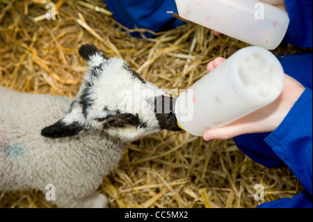 Lamm mit der Flasche gefüttert Stockfoto