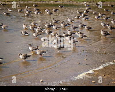 Eine große Schar oder Gaggle von Graugänsen, die im flachen Wasser am Rande eines britischen Sees stehen. Stockfoto