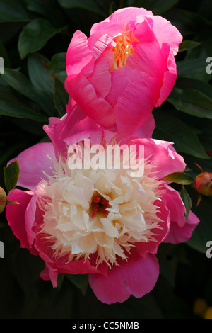 Pfingstrose (Paeonia SP.) blühen im Garten kultiviert. Bunte Vielfalt. England. Juni. Stockfoto