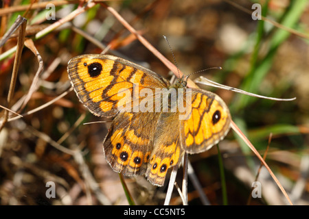 Wand braun Schmetterling (Lasiommata Megera) sonnen sich unter den Gräsern. Powys, Wales. August. Stockfoto