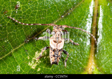 Geringerem Thorn-bestückte Longhorn Beetle (Pogonocherus Hispidus) auf einem Blatt. Shropshire, England. September. Stockfoto