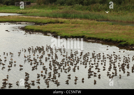 Flut Roost Uferschnepfen und gemeinsame Rotschenkel in ein kratzen an Leighton Moos. Lancashire, England. Stockfoto