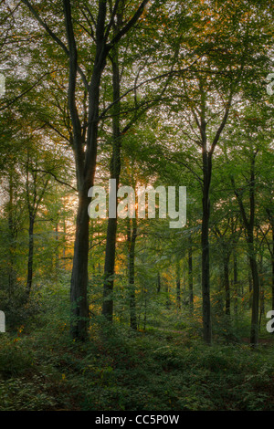 Frühherbst Buche (Fagus Sylvatica) Wald im Abendlicht. Im Wald des Dekans, Gloucestershire, England. September. Stockfoto