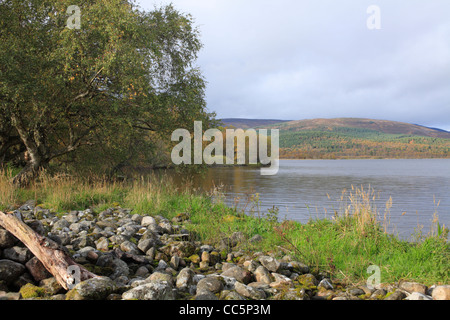 Birken (Betula Pendel) neben Loch Kinord Silber. Muir Dinnet National Nature Reserve auf Deeside, Schottland. Stockfoto