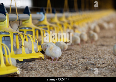 Broiler Küken in Temperatur kontrollierten Gebäude. Stockfoto