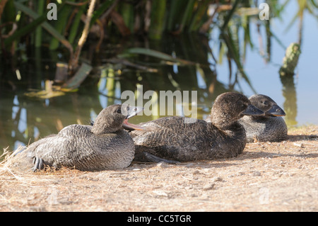 Moschus-Ente Biziura Lobata Jugendliche am Rand des Sees fotografiert in Victoria, Australien Stockfoto