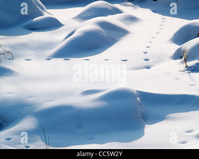 Spur der unbekannten Tieres auf Schneefeld, Shuangfeng Wald, Hailin, Mudanjiang, Heilongjiang, China Stockfoto