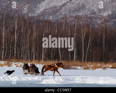 Maultiere tragen Schlitten Wandern auf Schneefeld, Shuangfeng Wald, Hailin, Mudanjiang, Heilongjiang, China Stockfoto