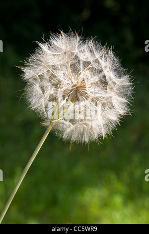 Lacy funkelnden Löwenzahn Samen Kopf auf diagonal Stockfoto