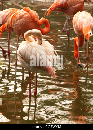 Flamingos, wilde Tier Zoo, Shenzhen, Guangdong, China Stockfoto