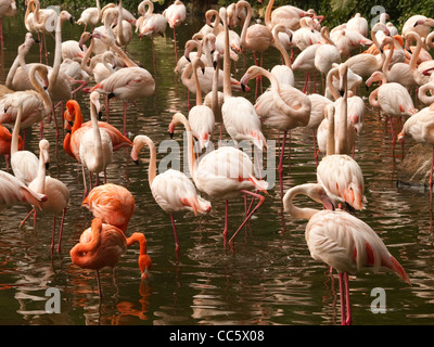 Flamingos, wilde Tier Zoo, Shenzhen, Guangdong, China Stockfoto