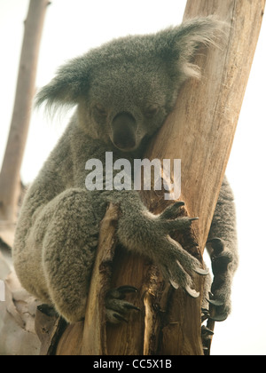 Koala schläft auf einem Baum, Wild Animal Zoo, Shenzhen, Guangdong, China Stockfoto