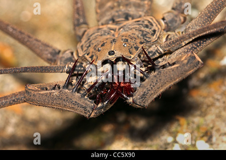 Ein BEÄNGSTIGEND extreme Nahaufnahme einer schwanzlosen Peitsche Scorpion im peruanischen Amazonasgebiet Stockfoto