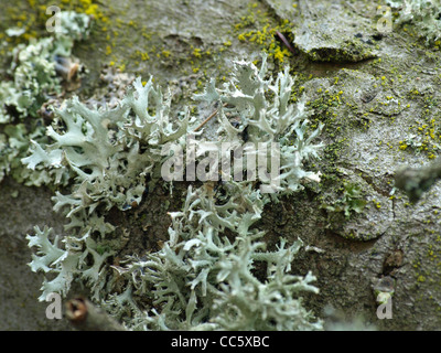 Hypogymnia Physodes auf einem Ast wachsenden Flechten / Blasenflechte ein Einem Ast Stockfoto