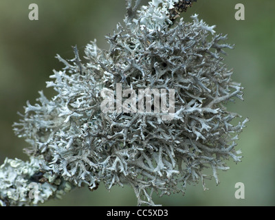 Flechten Baum Moos / Pseudevernia Furfurace - Hypogymnia Physodes / Flechte Baummoos Und Blasenflechte Stockfoto