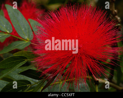 Calliandra Haematocephala, Xishuangbannan tropischen botanischen Garten, Yunnan, China Stockfoto