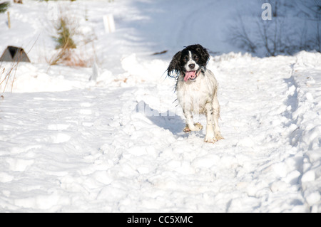 Englisch Springer Spaniel Hund läuft durch den Schnee Stockfoto