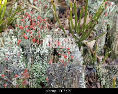 Flechten / Cladonia Macilenta, Cladonia Fimbriata / Rotfrüchtige Säulenflechte Und Trompetenflechte Stockfoto