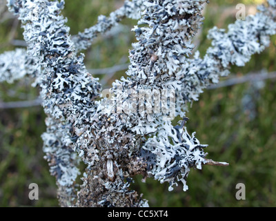 Hypogymnia Physodes auf einem Ast wachsenden Flechten / Blasenflechte ein Einem Ast Stockfoto