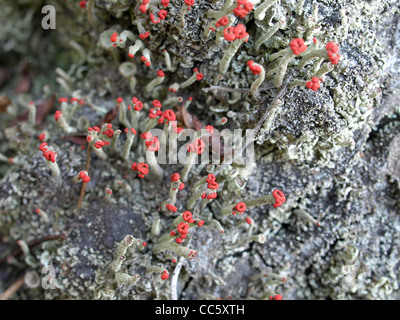 Flechten / Cladonia Macilenta, Cladonia Fimbriata / Rotfrüchtige Säulenflechte Und Trompetenflechte Stockfoto