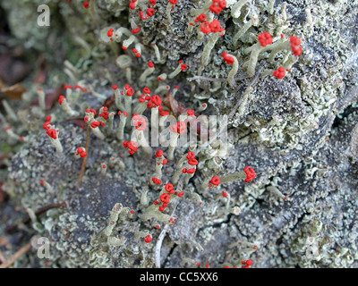 Flechten / Cladonia Macilenta, Cladonia Fimbriata / Rotfrüchtige Säulenflechte Und Trompetenflechte Stockfoto