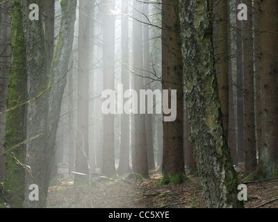 Sonnenstrahlen im Wald / Sonnenstrahlen Im Wald Stockfoto