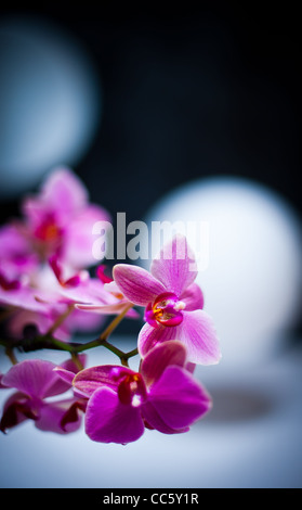 Orchideen auf dem display Stockfoto