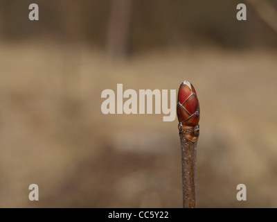 Knospe aus Spitz-Ahorn / Acer Platanoides / Knospe Vom Spitzahorn Stockfoto