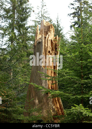 morsch, alt, großer Baum im Wald / Morscher, verändern, großer Baum Im Wald Stockfoto