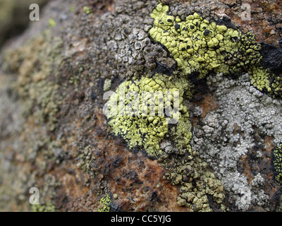 Rock mit Karte Flechten / Gestein Mit Landkartenflechten Stockfoto