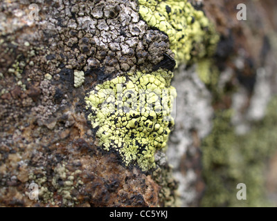 Rock mit Karte Flechten / Gestein Mit Landkartenflechten Stockfoto