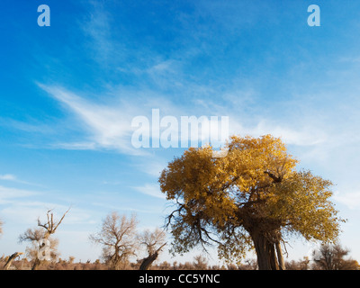 Tarim Euphrates Poplar National Nature Reserve, Xinjiang Uyghur autonome Region, China Stockfoto