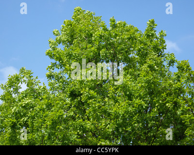 Eiche, Baum / Quercus Robur / Stiel-Eiche Stockfoto