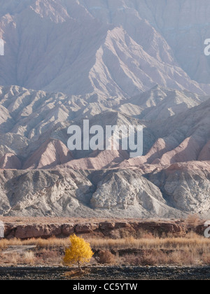 Euphrat-Pappel am Fuße des Festgeschehen Grand Canyon, Aksu Präfektur, Xinjiang, China Stockfoto