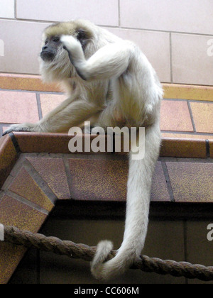 Weibliche schwarze Brüllaffe Alouatta Caraya in Bristol Zoo, Bristol, England Stockfoto