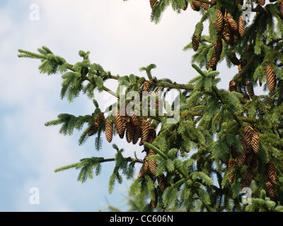 Fichte mit Kegeln / Picea Abies / Gemeine Fichte Mit Zapfen Stockfoto