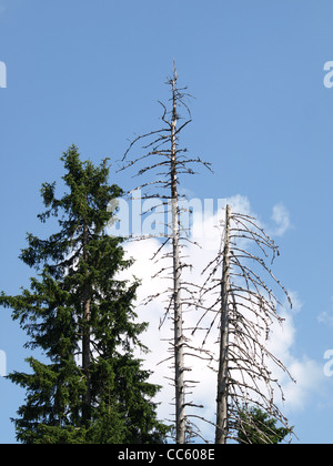 tot und grüne Fichte, blauer Himmel mit Wolken / Abgestorbene Und Grüne Fichten, Blauer Himmel Mit Wolken Stockfoto