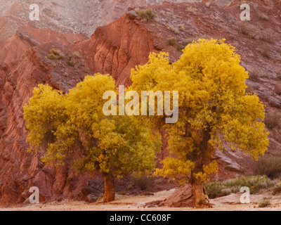 Euphrat-Pappel, erfrischende Grand Canyon Aksu Präfektur, Xinjiang, China Stockfoto