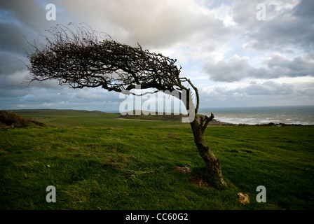 Windgepeitschten Weißdorn Baum auf den South Downs in der Nähe von Birling Gap, East Sussex, UK Stockfoto