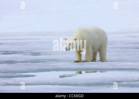 Junge männliche Sub adult Eisbär auf Pack-Eis, Spizbergen, Svalbard, Arktis Norwegen, Europa Stockfoto