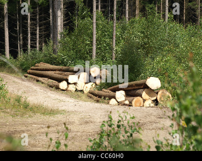 lange meldet sich nach Bäume umgefallen / Langholz Nach Baumfällung Stockfoto