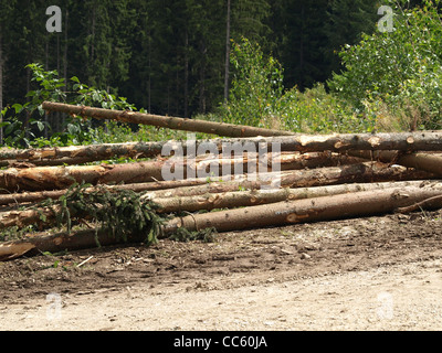 lange meldet sich nach Bäume umgefallen / Langholz Nach Baumfällung Stockfoto